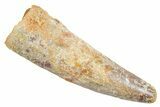 Fossil Spinosaurus Tooth - Real Dinosaur Tooth #363545-1